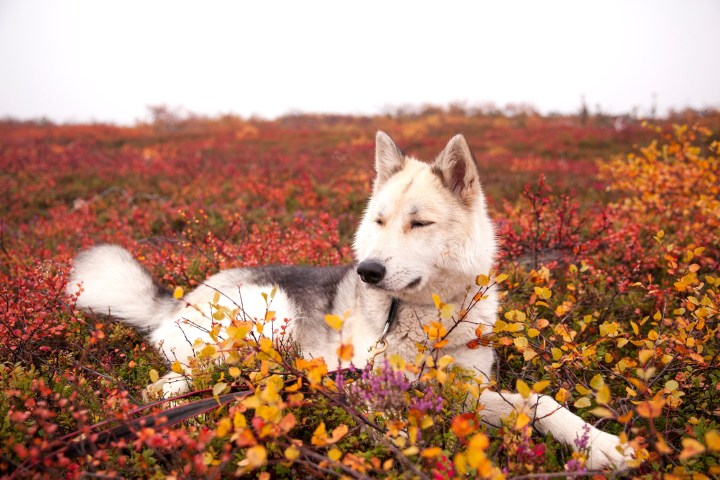 a dog sitting on top of a grass covered field